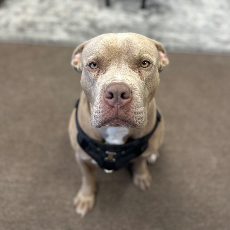 hank mcneese shop dog